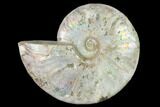 Silver Iridescent Ammonite (Cleoniceras) Fossil - Madagascar #146333-2
